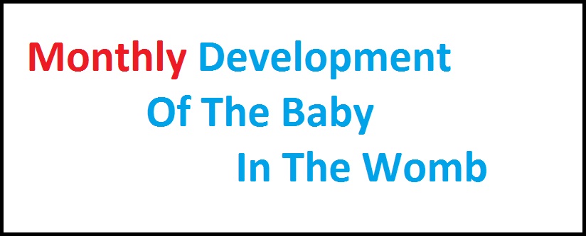 Monthly development of the baby in the womb